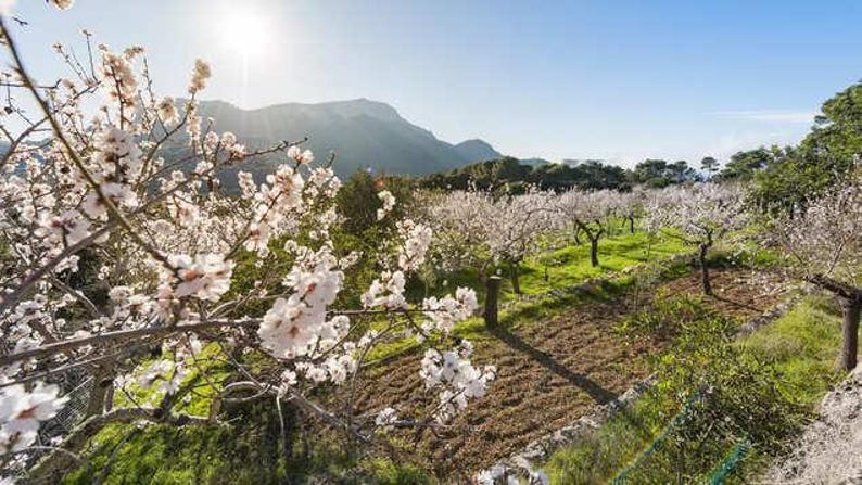 以下が含まれることがあります： 明るい太陽の下、白と淡いピンクの花が満開のアーモンドの果樹園。緑の草と茶色の土がある段々畑に木々が列をなして植えられており、背景には大きな山々と澄んだ青い空が広がっています。春の季節の風景で、木々の枝にはたくさんの花が咲いています。