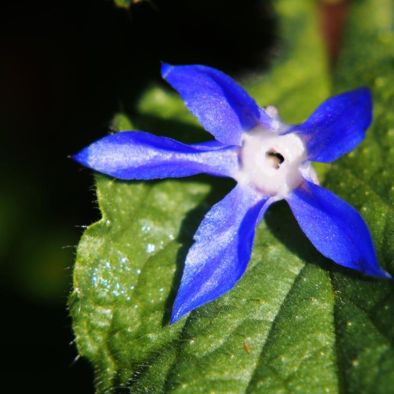 Más de 15 semillas de borraja, Borago officinalis, flor de estrella azul, hierba comestible. imagen 2