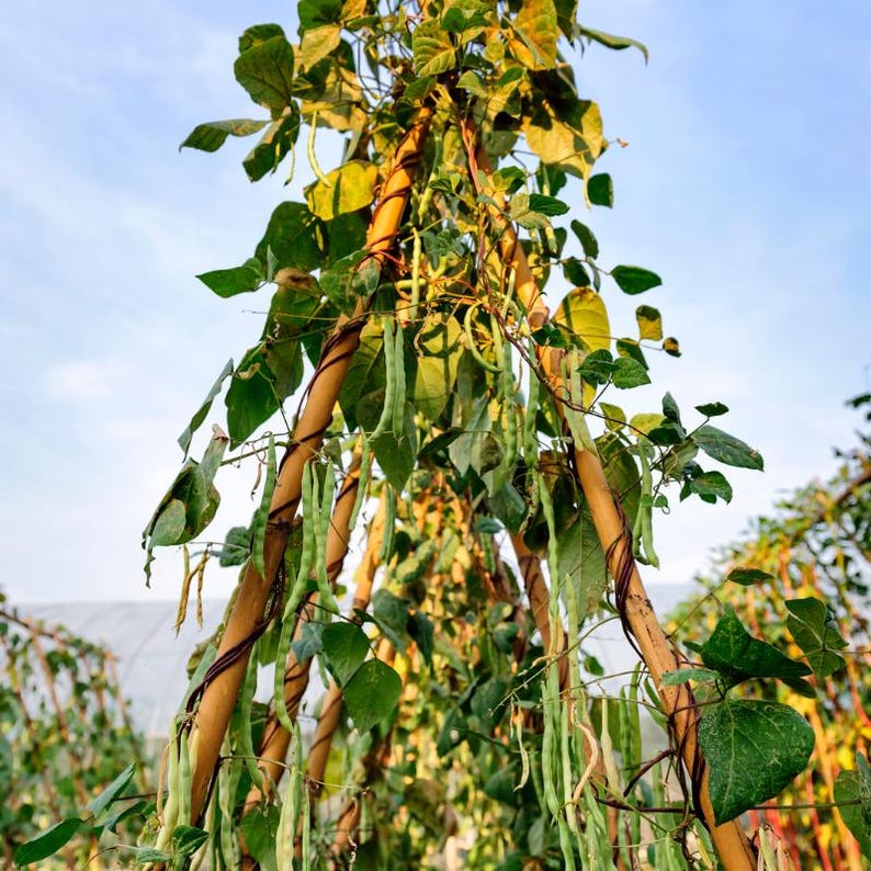 100-300 semillas de frijol matki blanco, Vigna aconitifolia, frijol polilla blanco, frijol mat indio imagen 10