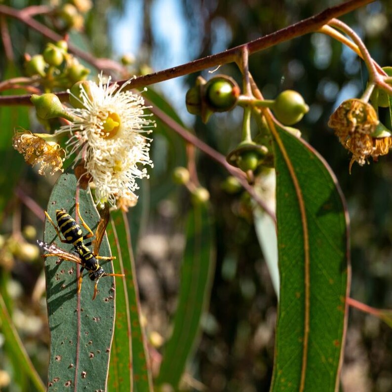 Más de 200 semillas de eucalipto rojo de bosque, Eucalyptus tereticornis, árbol de eucalipto de sombra imagen 6