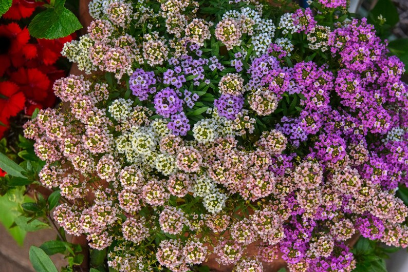 K&ouml;nnte beinhalten: Eine dichte Ansammlung von Steinkrautbl&uuml;ten mit einer lebendigen Mischung aus wei&szlig;en, blassrosa und tiefvioletten Bl&uuml;ten. Die kleinen, vierbl&auml;ttrigen Bl&uuml;ten sind eng beieinander angeordnet, wobei gr&uuml;nes Laub unter dem Bl&uuml;tenmeer sichtbar ist.