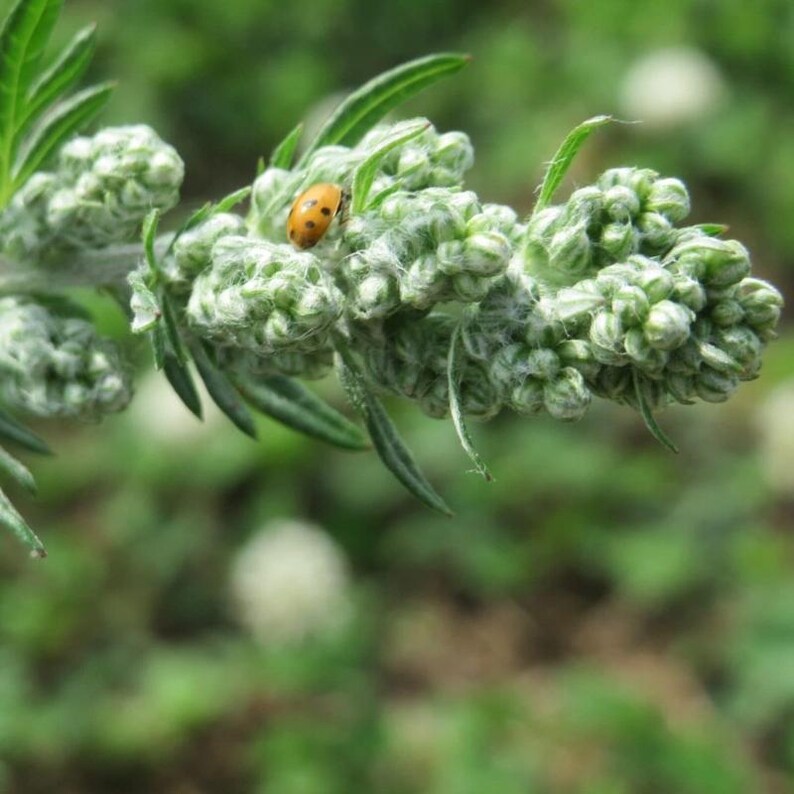 Über 200 Samen des Gemeinen Beifußes (Artemisia vulgaris), einer wilden, aromatischen Pflanze Bild 8