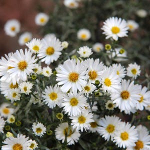 15+ Panicled Aster Seeds, Symphyotrichum lanceolatum, Lance-Leaved Wildflower image 6