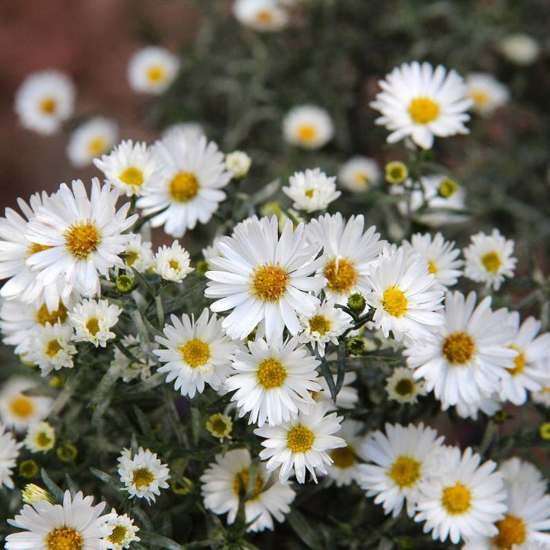 15+ Panicled Aster Seeds, Symphyotrichum lanceolatum, Lance-Leaved Wildflower image 6