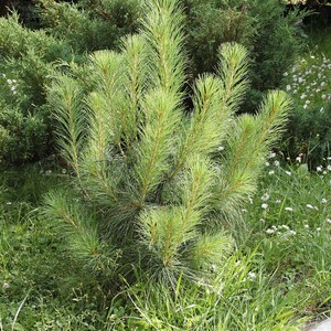 One Pinus wallichiana Cone, Himalayan Blue Pine Botanical Craft Supply image 7