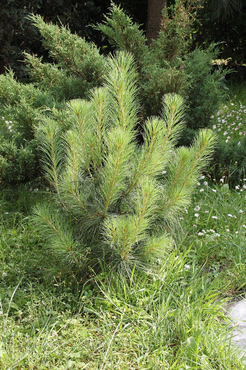 One Pinus wallichiana Cone, Himalayan Blue Pine Botanical Craft Supply image 7
