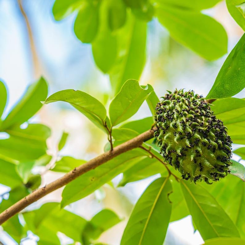 5 à 10 graines de corossol, Annona muricata, Graviola, Guanabana, pawpaw brésilien, graines d'arbre fruitier tropical image 10