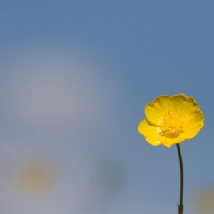 15+ Chinese Buttercup Seeds, Ranunculus cantoniensis, Wild Meadow Flower image 6