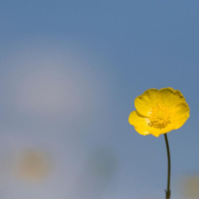 15+ Chinese Buttercup Seeds, Ranunculus cantoniensis, Wild Meadow Flower image 6