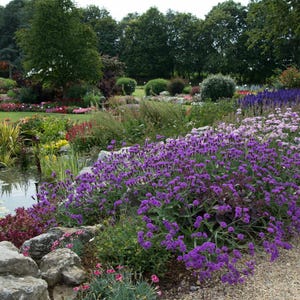 Peut inclure: Un paysage de jardin avec un &eacute;tang bord&eacute; de gros rochers gris et de fleurs de verveine violettes &eacute;clatantes. La sc&egrave;ne comprend un chemin de gravier, divers arbustes verts et des parterres de fleurs roses et bleues sous des arbres matures.