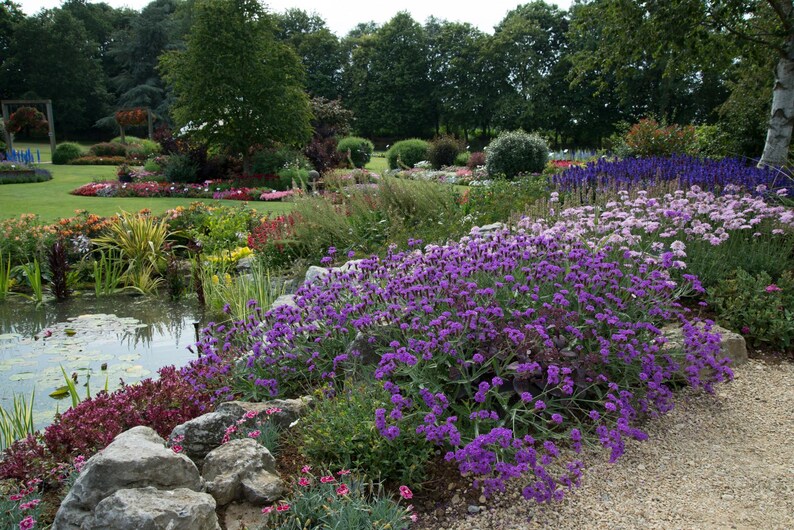 Peut inclure: Un paysage de jardin avec un &eacute;tang bord&eacute; de gros rochers gris et de fleurs de verveine violettes &eacute;clatantes. La sc&egrave;ne comprend un chemin de gravier, divers arbustes verts et des parterres de fleurs roses et bleues sous des arbres matures.