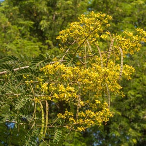 20-70 Kassodboomzaden, Senna siamea, Gele Cassia, Schaduwboom afbeelding 2