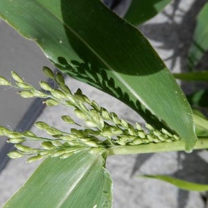 May include: A green plant stalk featuring a cluster of small, oval-shaped buds arranged in a branching pattern. The plant has long, pointed green leaves with visible veins and fine, hair-like structures extending from the developing seed heads.
