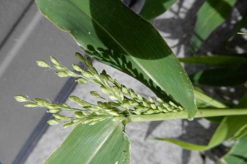 May include: A green plant stalk featuring a cluster of small, oval-shaped buds arranged in a branching pattern. The plant has long, pointed green leaves with visible veins and fine, hair-like structures extending from the developing seed heads.