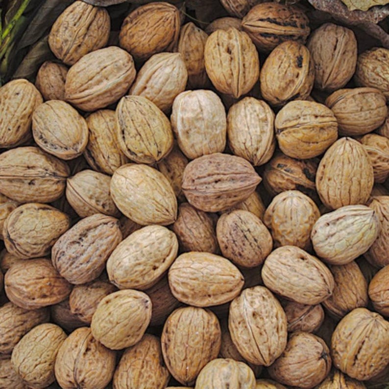 5+ Himalayan Walnut Seeds, Juglans regia, Walnut Tree image 6