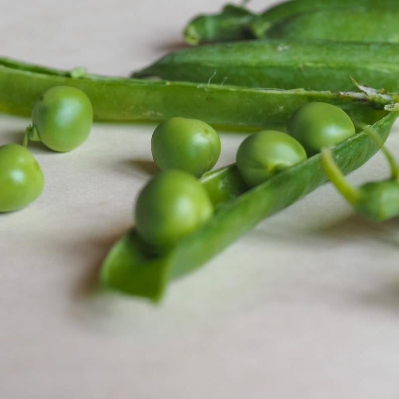 Más de 20 semillas de guisantes verdes Arkel, Pisum sativum, legumbres y cereales imagen 5