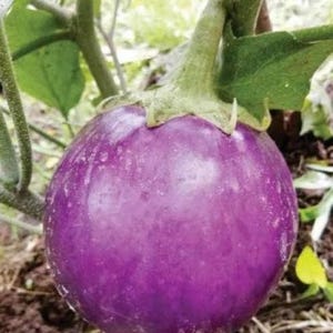 Puede incluir: Una berenjena redonda, brillante y de color morado intenso que cuelga de un tallo verde unido a una planta. La verdura presenta una piel lisa y firme con un ligero brillo y est&aacute; conectada a un c&aacute;liz verde frondoso en la parte superior.