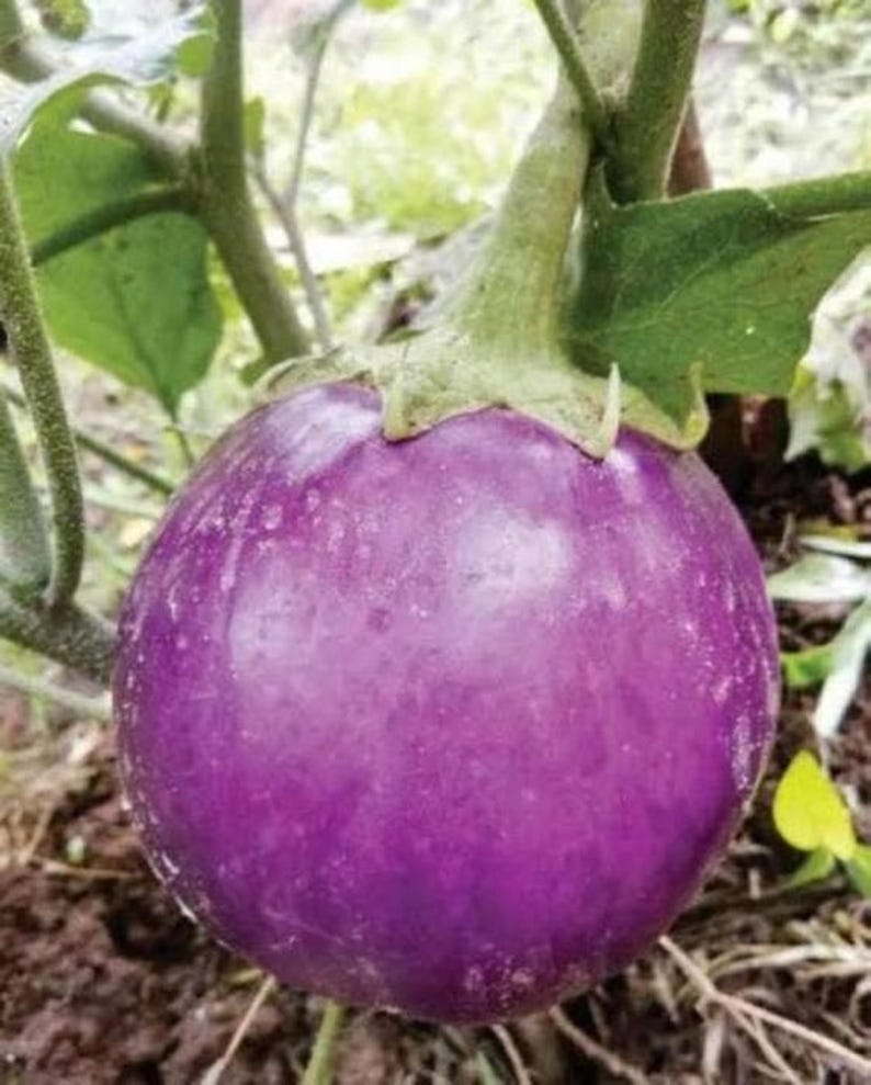 Puede incluir: Una berenjena redonda, brillante y de color morado intenso que cuelga de un tallo verde unido a una planta. La verdura presenta una piel lisa y firme con un ligero brillo y est&aacute; conectada a un c&aacute;liz verde frondoso en la parte superior.