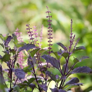 K&ouml;nnte beinhalten: Eine purpurrote Basilikumpflanze mit dunkelvioletten Bl&auml;ttern und hohen, schlanken Bl&uuml;ten&auml;hren, die mit kleinen, zarten violetten Bl&uuml;ten besetzt sind. Die Pflanze zeigt eine lebendige, ges&auml;ttigte Farbpalette mit St&auml;ngeln und Bl&auml;ttern.