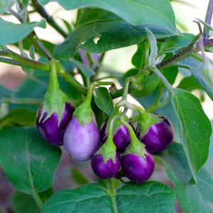 May include: A cluster of small, round, glossy purple aubergines hanging from a green plant with broad, textured leaves. The aubergines feature smooth, deep violet skins, with one showing a lighter, pale purple hue, all attached to green stems.