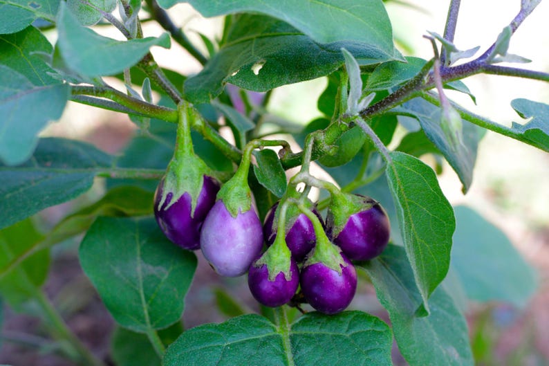 May include: A cluster of small, round, glossy purple aubergines hanging from a green plant with broad, textured leaves. The aubergines feature smooth, deep violet skins, with one showing a lighter, pale purple hue, all attached to green stems.