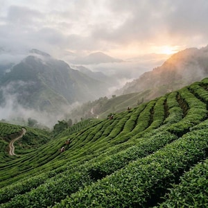 May include: A vast, terraced tea plantation with vibrant green rows of tea bushes following the contours of rolling hills. The landscape is partially shrouded in low-hanging clouds and mist, with the sun rising over distant mountain peaks.