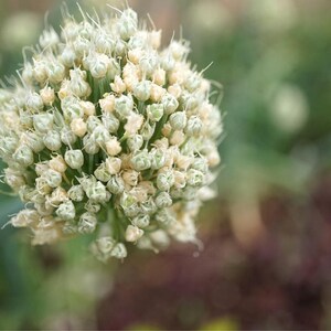ネギの種30粒以上、学名：Allium fistulosum、白花ネギ 画像 2