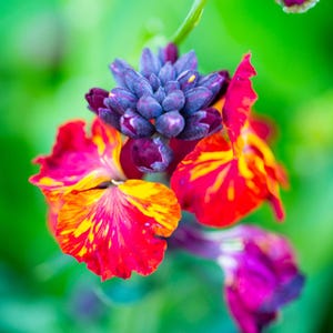 May include: A vibrant flower featuring a cluster of deep purple, unopened buds at the centre, surrounded by petals with a striking marbled pattern of bright red and golden yellow. The flower is set against a soft, out-of-focus green background.