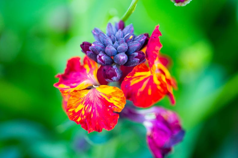 May include: A vibrant flower featuring a cluster of deep purple, unopened buds at the centre, surrounded by petals with a striking marbled pattern of bright red and golden yellow. The flower is set against a soft, out-of-focus green background.
