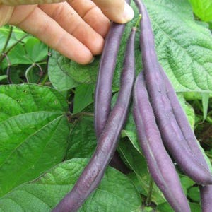 Peut inclure: Plusieurs gousses de haricots violettes, longues et fines, suspendues &agrave; une plante verte. Les gousses pr&eacute;sentent une texture lisse et mate ainsi qu'une couleur violette profonde, contrastant avec les feuilles vertes vibrantes.