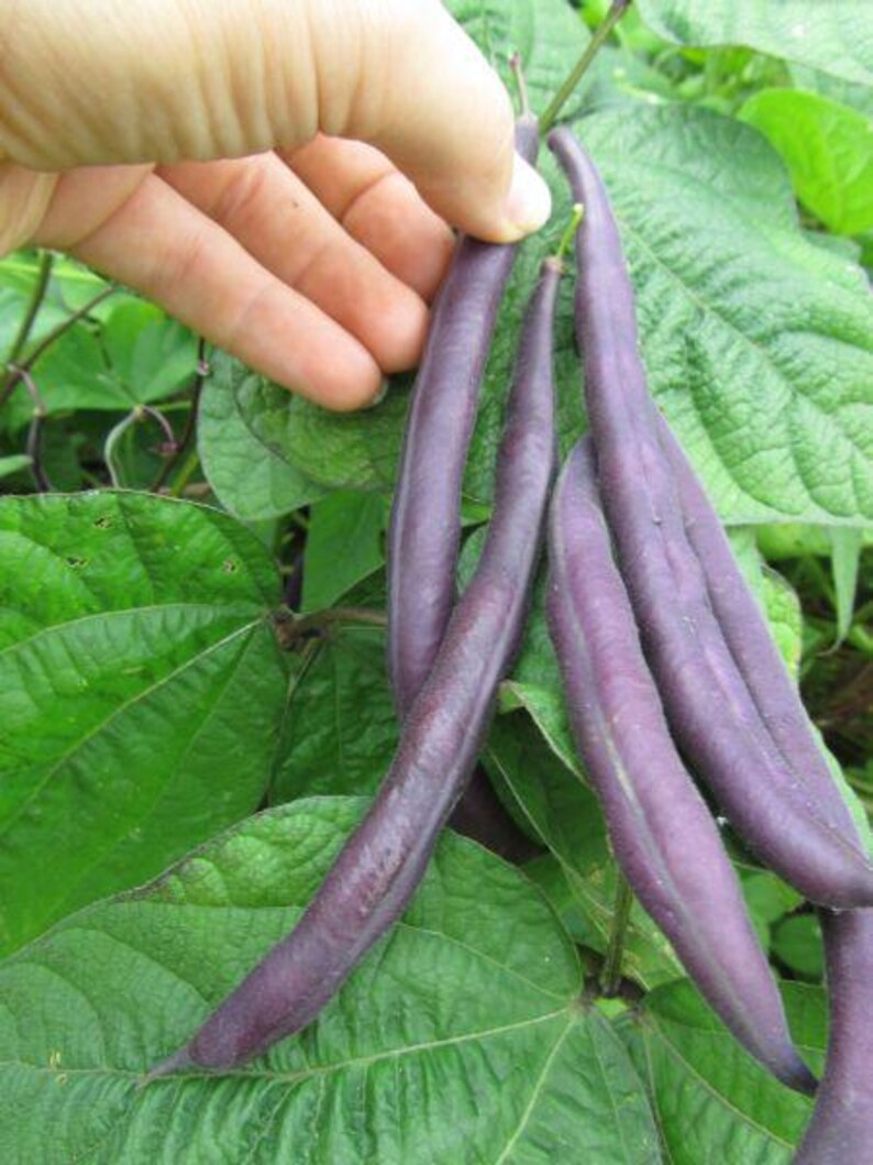 Peut inclure: Plusieurs gousses de haricots violettes, longues et fines, suspendues &agrave; une plante verte. Les gousses pr&eacute;sentent une texture lisse et mate ainsi qu'une couleur violette profonde, contrastant avec les feuilles vertes vibrantes.