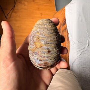 One Cedrus deodara Cone, Himalayan Cedar Botanical Craft Supply image 4