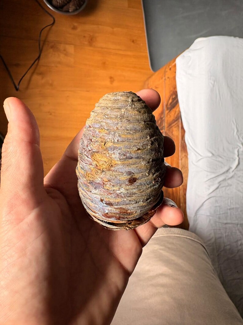 One Cedrus deodara Cone, Himalayan Cedar Botanical Craft Supply image 4