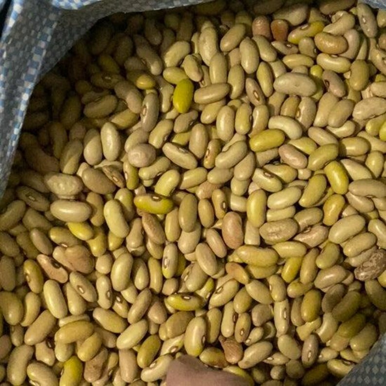 K&ouml;nnte beinhalten: Eine gro&szlig;e Ansammlung getrockneter, nierenf&ouml;rmiger Bohnen in hellen Beige-, Creme- und Gelbt&ouml;nen. Jede Bohne hat eine glatte, feste Textur und einen kleinen, deutlich dunklen Punkt oder Nabel an der Innenseite, verpackt in einem blauen Stoffbeutel.