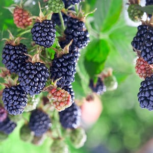20-100 zaden van de Himalaya-braam, Rubus, wilde bergbessenstruik afbeelding 1