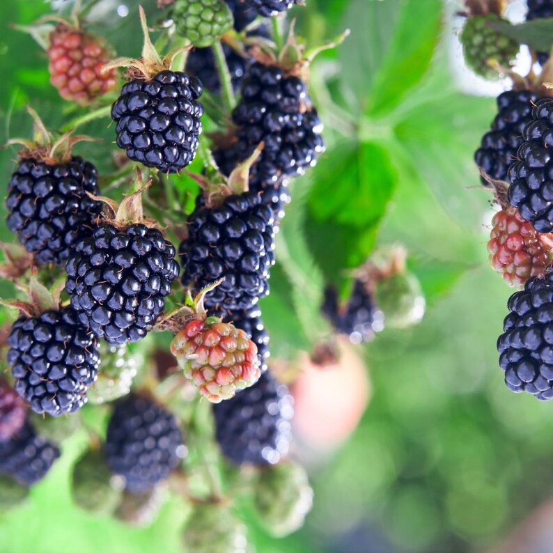 20-100 zaden van de Himalaya-braam, Rubus, wilde bergbessenstruik afbeelding 1