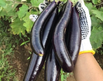 100+ Siliguri Long Eggplant Seeds, Solanum melongena, Long Black Brinjal, Indian Eggplant