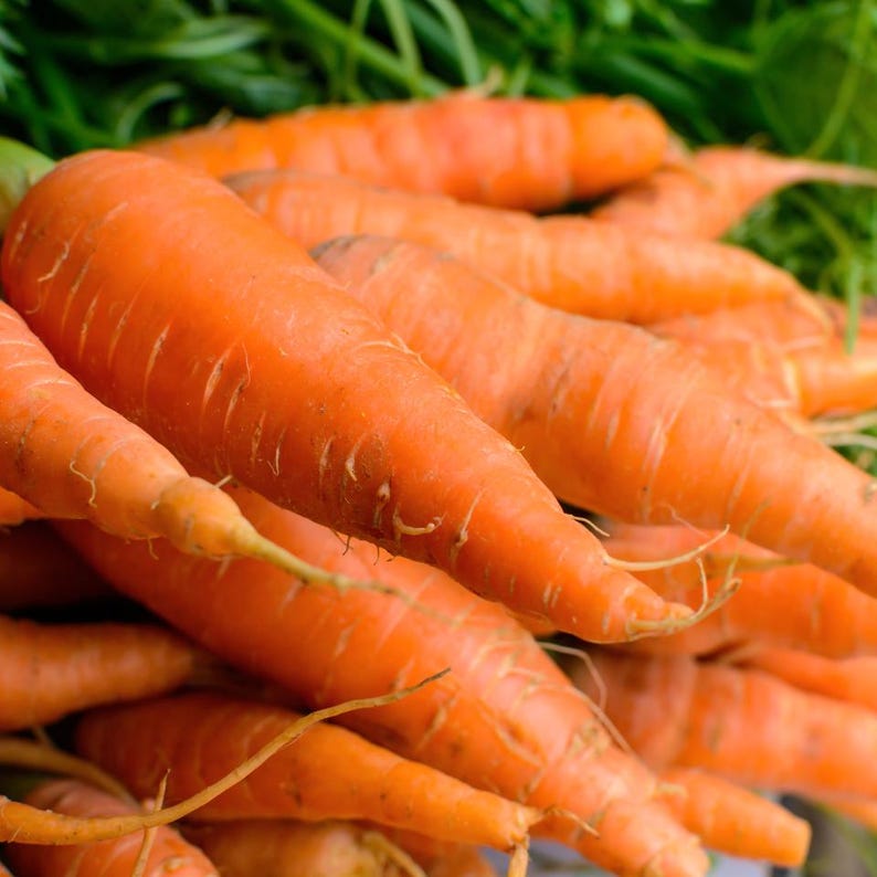 100+ morotsvitaminfrön, Daucus carota, apelsinrotgrönsak bild 6