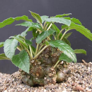 Puede incluir: Una planta suculenta Dorstenia gigas con una base de caudex gruesa, bulbosa y de color marr&oacute;n oscuro con m&uacute;ltiples tallos le&ntilde;osos. La planta tiene hojas de color verde vibrante, dentadas y lanceoladas que se extienden desde la parte superior.
