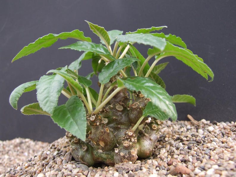 Puede incluir: Una planta suculenta Dorstenia gigas con una base de caudex gruesa, bulbosa y de color marr&oacute;n oscuro con m&uacute;ltiples tallos le&ntilde;osos. La planta tiene hojas de color verde vibrante, dentadas y lanceoladas que se extienden desde la parte superior.