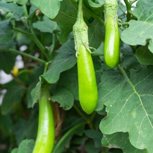 Más de 100 semillas de berenjena larga verde, Solanum melongena, berenjena larga verde, berenjena india imagen 7