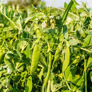Más de 20 semillas de guisantes verdes Arkel, Pisum sativum, legumbres y cereales imagen 3