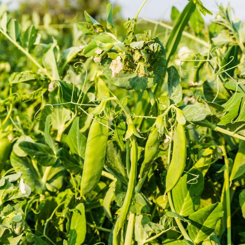 Más de 20 semillas de guisantes verdes Arkel, Pisum sativum, legumbres y cereales imagen 3