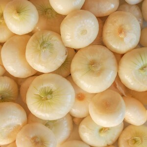 50+ White Onion Seeds, Allium cepa, Garden Vegetable image 3