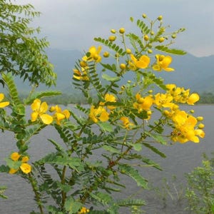 May include: A flowering plant with bright yellow, five-petalled blossoms and small, rounded green leaves arranged in pairs along thin, woody stems. The plant features numerous unopened buds and is set against a backdrop of water and mountains.