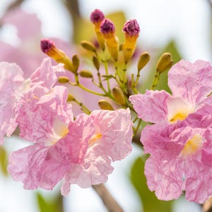 Peut inclure: Un groupe de fleurs roses d&eacute;licates en forme de trompette avec des p&eacute;tales froiss&eacute;s et une gorge jaune p&acirc;le. Plusieurs boutons floraux violets ferm&eacute;s sur des tiges fines s'&eacute;tendent vers le haut, entour&eacute;s de feuillage vert et de brindilles.