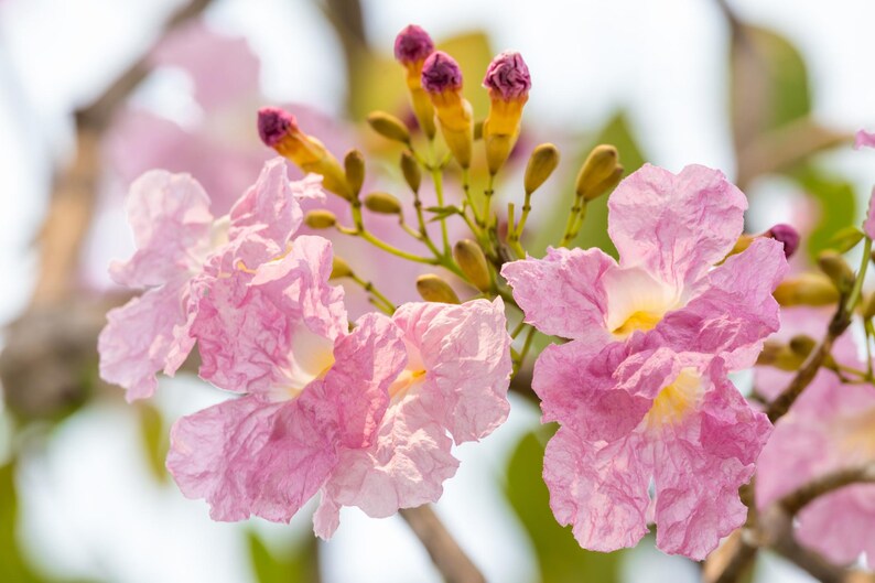 Peut inclure: Un groupe de fleurs roses d&eacute;licates en forme de trompette avec des p&eacute;tales froiss&eacute;s et une gorge jaune p&acirc;le. Plusieurs boutons floraux violets ferm&eacute;s sur des tiges fines s'&eacute;tendent vers le haut, entour&eacute;s de feuillage vert et de brindilles.