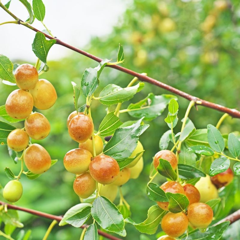 5-10 Samen des Jujube-Baumes (Ziziphus jujuba, Chinesische Dattel, Rote Dattelsamen, Jujube-Fruchtbaum) Bild 3