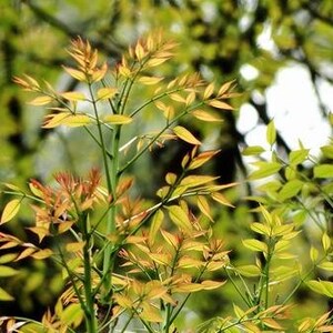 Pu&ograve; includere: Una pianta con sottili steli verdi e foglie composte che sfumano da un vibrante giallo-verde a un caldo rosso-arancio sulle punte. Il fogliame &egrave; disposto in modo alternato lungo i rami, creando un aspetto stratificato e naturale.