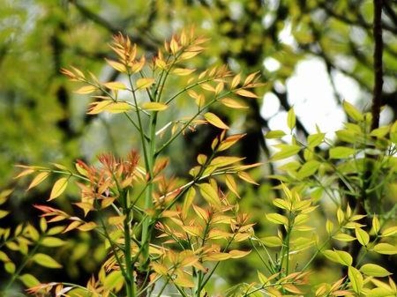 Pu&ograve; includere: Una pianta con sottili steli verdi e foglie composte che sfumano da un vibrante giallo-verde a un caldo rosso-arancio sulle punte. Il fogliame &egrave; disposto in modo alternato lungo i rami, creando un aspetto stratificato e naturale.